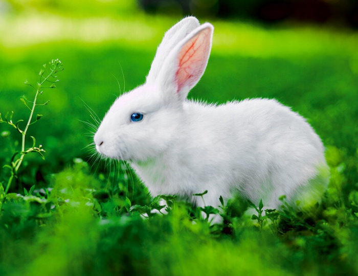 Мини-зоопарк - Эко-отель «Лепота»